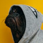 hond hoodie