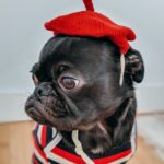 hond met hoed